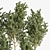 Olive Indoor Plant Set 3D model small image 3