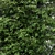 Dual Height Tree: Shingle Oak 3D model small image 2