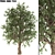 White Alder Tree: Western Native 3D model small image 1