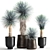 Exotic Metal Plant Collection: Yucca Rostrata, Reclaimed Artizan Iron Coppa Pot 3D model small image 1