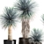 Exotic Metal Plant Collection: Yucca Rostrata, Reclaimed Artizan Iron Coppa Pot 3D model small image 4