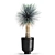 Exotic Metal Plant Collection: Yucca Rostrata, Reclaimed Artizan Iron Coppa Pot 3D model small image 5