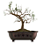 Bonsai Tree Design with Pot 3D model small image 4
