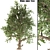 White Alder Tree: Native Beauty 3D model small image 1