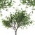 Tang Dynasty Loquat Tree 3D model small image 1