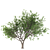 Tang Dynasty Loquat Tree 3D model small image 3