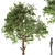 Cucumber Tree: Exquisite Averrhoa Bilimbi 3D model small image 1