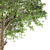 Cucumber Tree: Exquisite Averrhoa Bilimbi 3D model small image 3