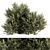 Prickly Evergreen Foliage - Set of 28 3D model small image 1