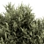 Prickly Evergreen Foliage - Set of 28 3D model small image 2