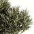 Prickly Evergreen Foliage - Set of 28 3D model small image 3