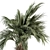 Tropical Delight: Palm Plant Set 3D model small image 4