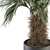 Tropical Delight: Palm Plant Set 3D model small image 5