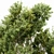 Sydney Blue Gum 2 Trees: High-Quality 3D Models 3D model small image 2