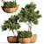 Rustic Trio: 3 Shrubs in Wooden Pot 3D model small image 1