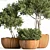 Rustic Trio: 3 Shrubs in Wooden Pot 3D model small image 2