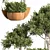 Rustic Trio: 3 Shrubs in Wooden Pot 3D model small image 3