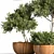 Rustic Trio: 3 Shrubs in Wooden Pot 3D model small image 4