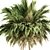 Lush Green Palm - Dual Size Set 3D model small image 4