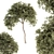 Evergreen Needle Broadleaf Set 3D model small image 1
