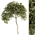 Evergreen Needle Broadleaf Set 3D model small image 4