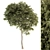 Evergreen Needle Broadleaf Set 3D model small image 5