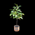 Ficus benghalensis 3D Model Set 3D model small image 5