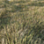 Grass Collection 6: Low Poly 3D Scattered Art 3D model small image 2