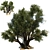 Ancient Olive Tree Model 3D model small image 4