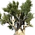 Ancient Olive Tree Model 3D model small image 2