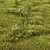 Versatile Grass Collection for Stunning Landscapes 3D model small image 1