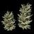 Variegated Terminalia Mantaly: Exquisite Madagascar Almond 3D model small image 2