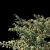 Variegated Terminalia Mantaly: Exquisite Madagascar Almond 3D model small image 3