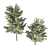 Variegated Terminalia Mantaly 02: Stunning 3D Model 3D model small image 2