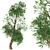 Trident Maple: Exquisite Eastern Beauty 3D model small image 1