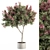 Crape Myrtle Outdoor Plant Set 3D model small image 2