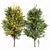 Canadian Poplar Trees - Realistic 3D Models 3D model small image 1