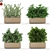 Botanical Bliss: 555 Plant Collection 3D model small image 1