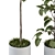 Ficus Plant Set: Indoor Greenery 3D model small image 3