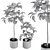 Ficus Plant Set: Indoor Greenery 3D model small image 5