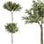 Green Jacob Broadleaf Tree Set 41 3D model small image 3