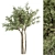 Green Jacob Broadleaf Tree Set 41 3D model small image 4