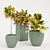 Tropical Trio: Croton Indoor Plants 3D model small image 1