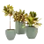 Tropical Trio: Croton Indoor Plants 3D model small image 2