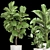 Tropical Plant Collection: Ficus, Strelitzia, and Banana Palm 3D model small image 2