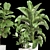 Tropical Plant Collection: Ficus, Strelitzia, and Banana Palm 3D model small image 4