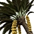 Tropical Date Palm Tree 3D model small image 2