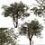 "Ghaf Tree Set: Sustainable Desert Beauty 3D model small image 4