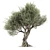 Realistic Olive Tree with Materials 3D model small image 1