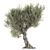 Realistic Olive Tree with Materials 3D model small image 2